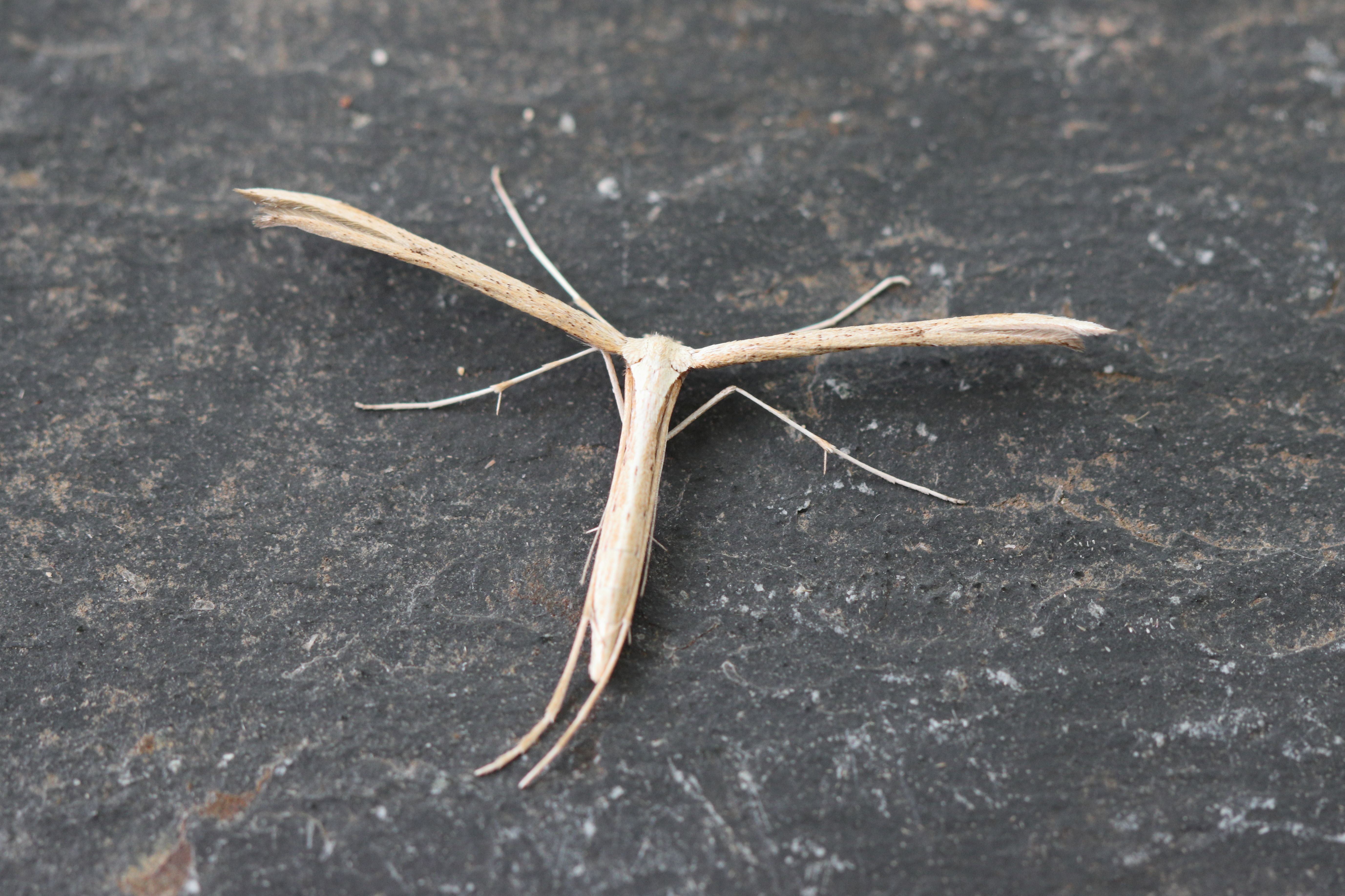 Photo of Common Plume (Emmelina monodactyla)